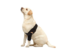 NeoAlly dog elbow brace left large worn on a dog shows secure fit and stability.