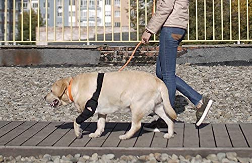 NeoAlly elbow brace protects against calluses and pressure sores on dogs.
