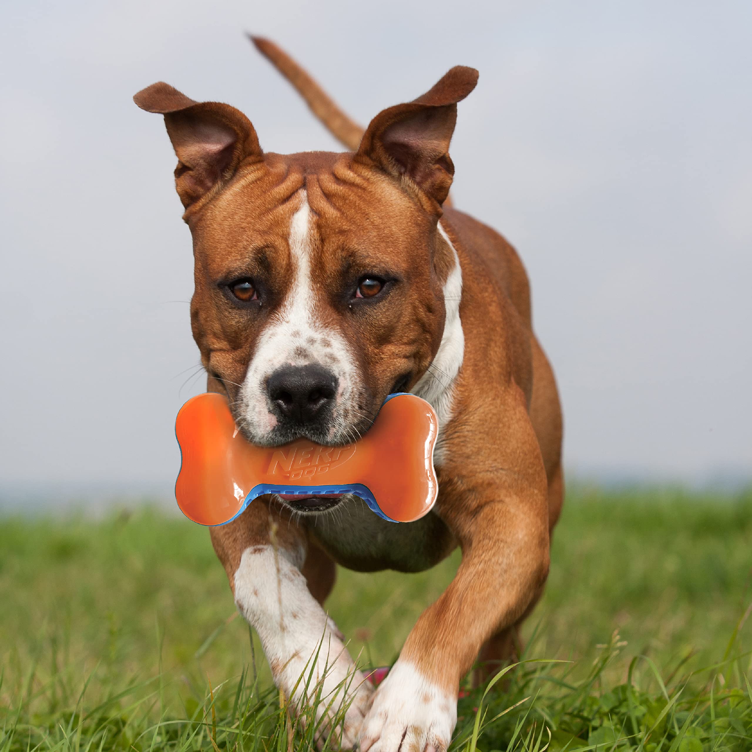 Nerf Dog 7in Squeak Bone blue orange outdoor throw improves visibility and durability.