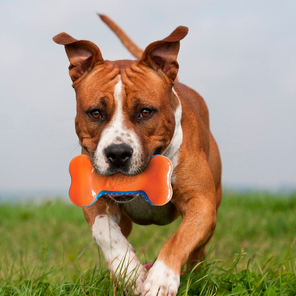 Nerf Dog 7in Squeak Bone blue orange outdoor throw improves visibility and durability.