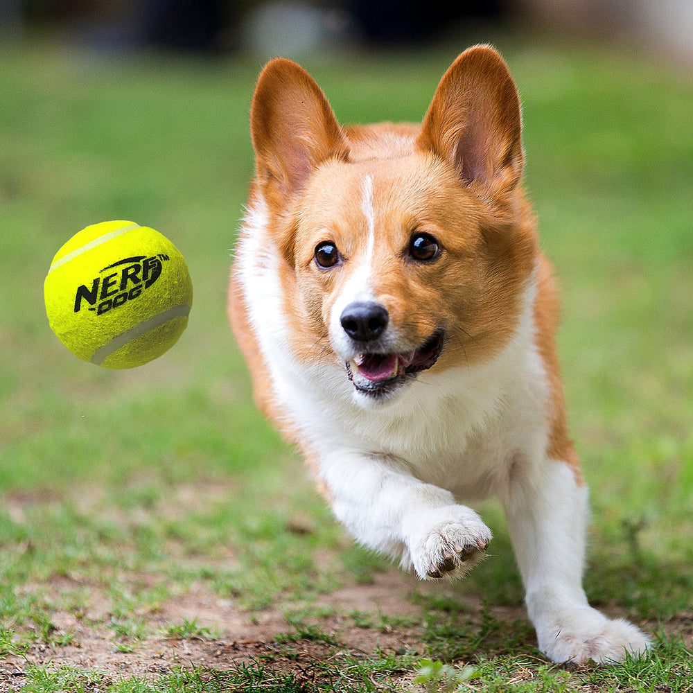 Nerf Dog blue-orange colorway improves visibility during outdoor games.