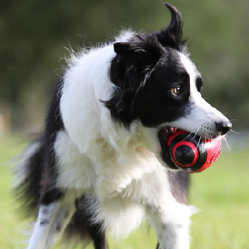 Nerf Dog Rubber Football in bright red for easy tracking during outdoor games