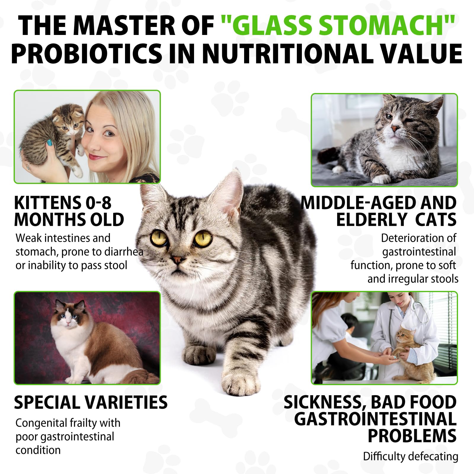Netwik Cat Probiotics tincture bottle highlights six probiotic blend for digestion