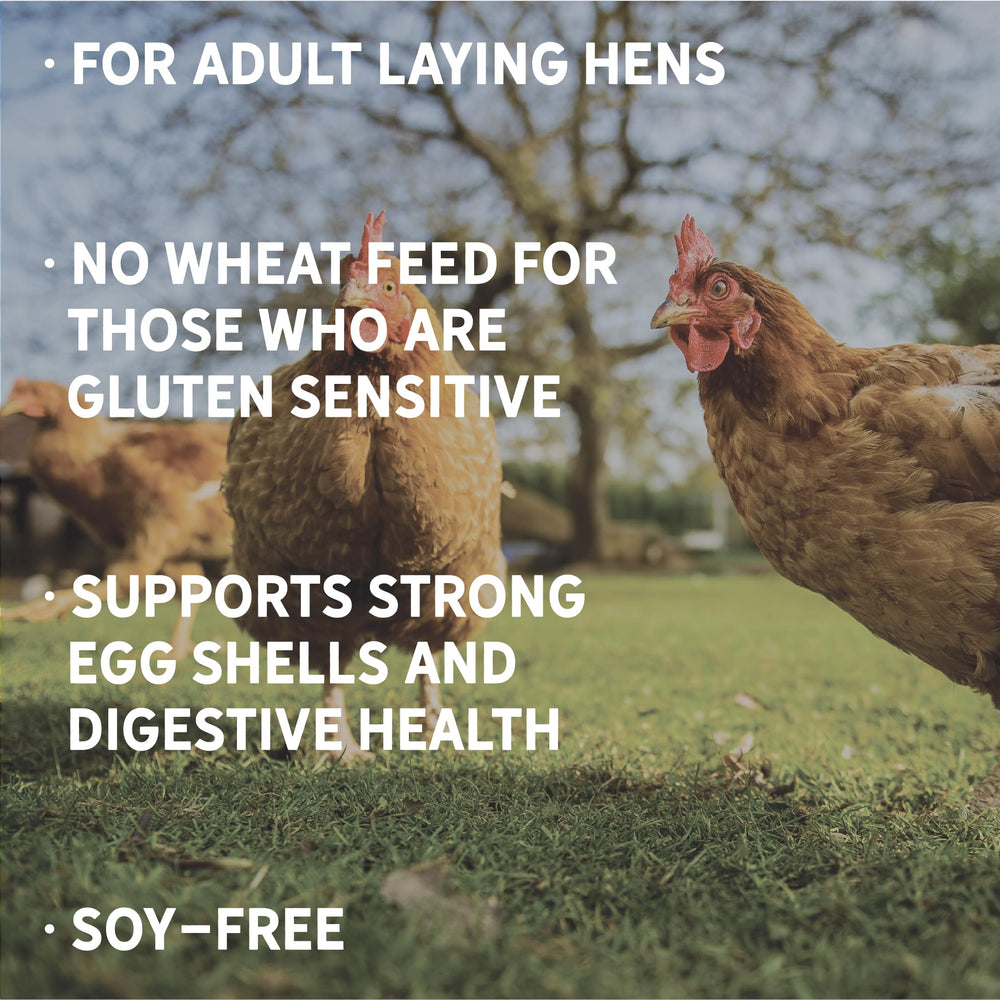 New Country Organics 17% protein chicken feed supports robust laying.