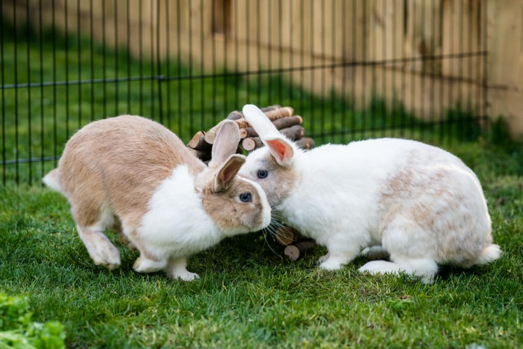 New Country Organics rabbit pellets organic certification label on packaging