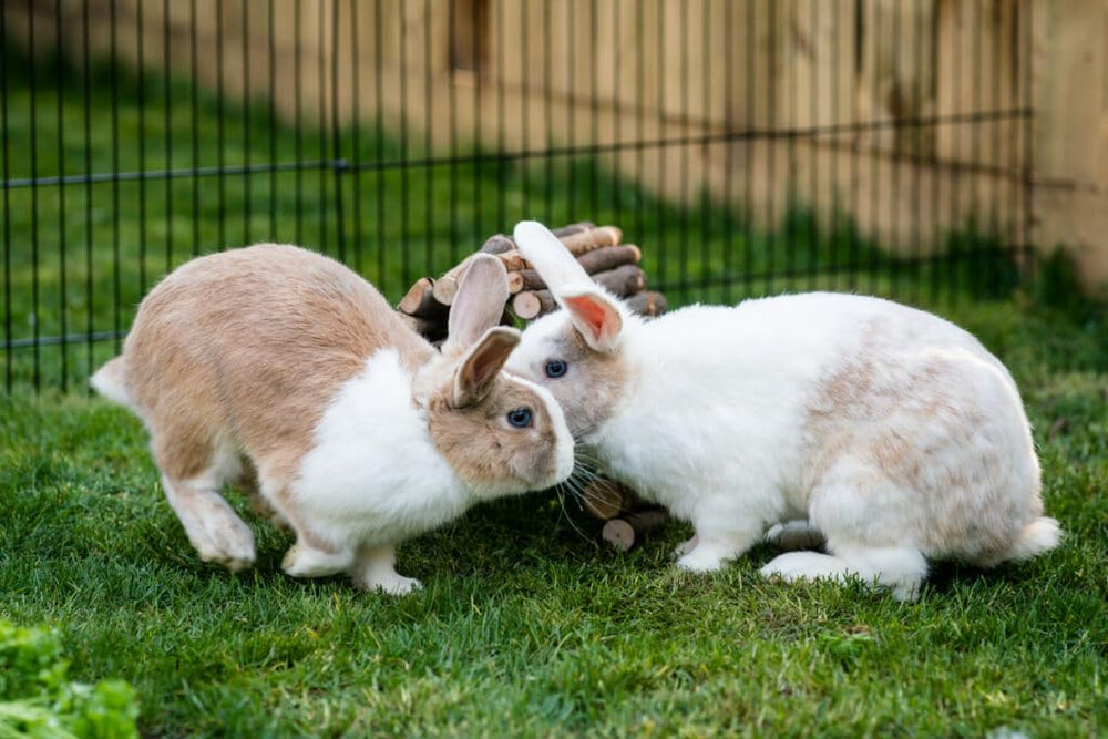 New Country Organics rabbit pellets organic certification label on packaging