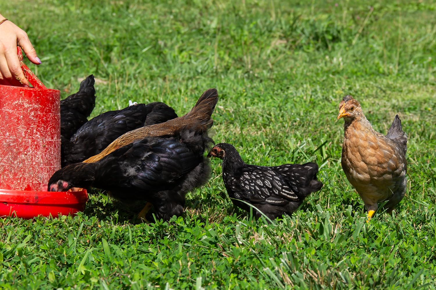 New Country Organics soy-free chicken feed pellets for soy-sensitive flocks.