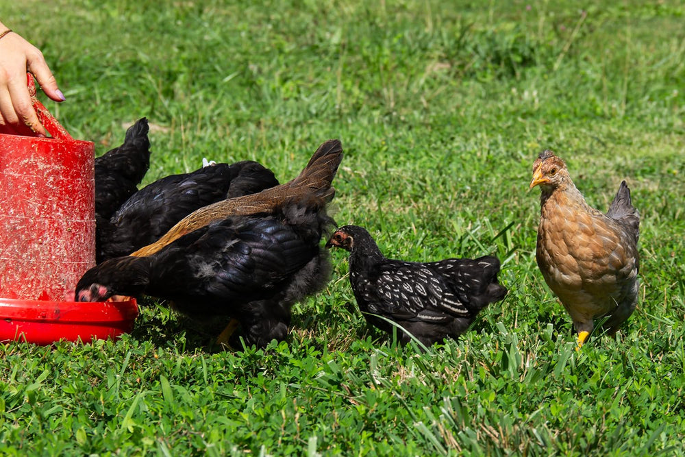 New Country Organics soy-free chicken feed pellets for soy-sensitive flocks.