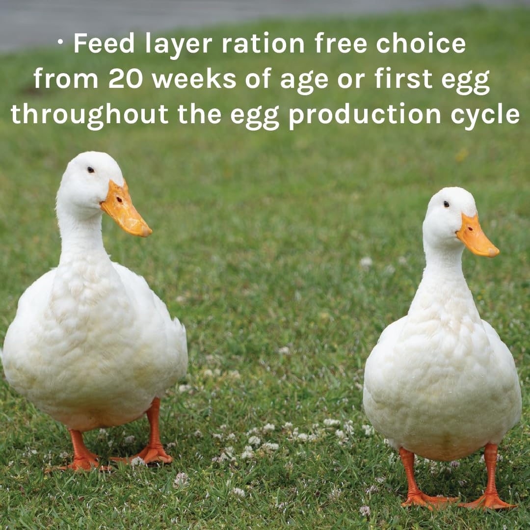 Soy-free New Country Organics duck feed with natural ingredients