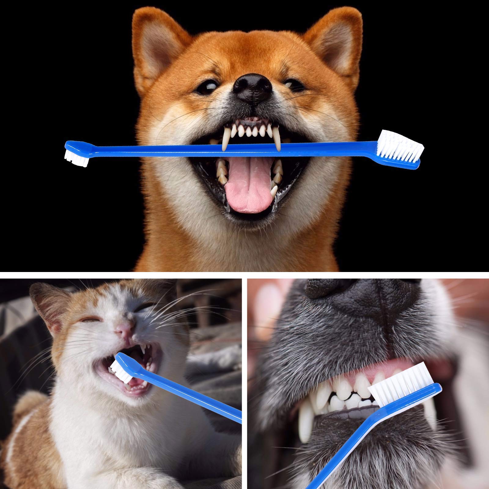 Newday pet oral care toothbrush with angled design for back teeth in blue