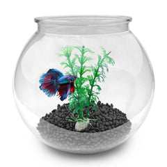 Newpol mini aquarium bowl shown with bright, clear view of the 0.8 gallon capacity.
