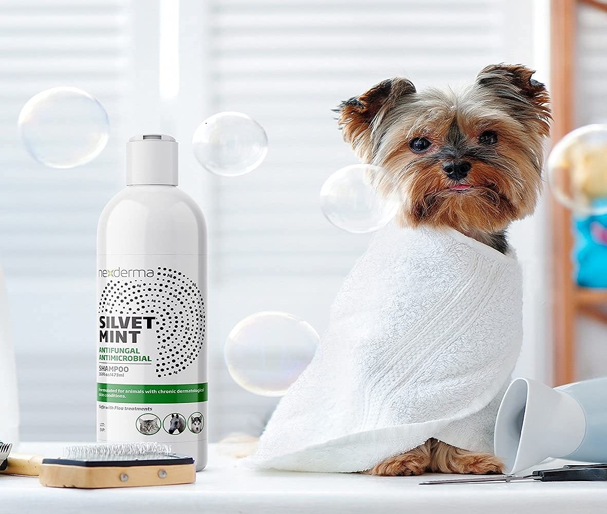 NEXDERMA Silvet shampoo application process safe around eyes and mouth.