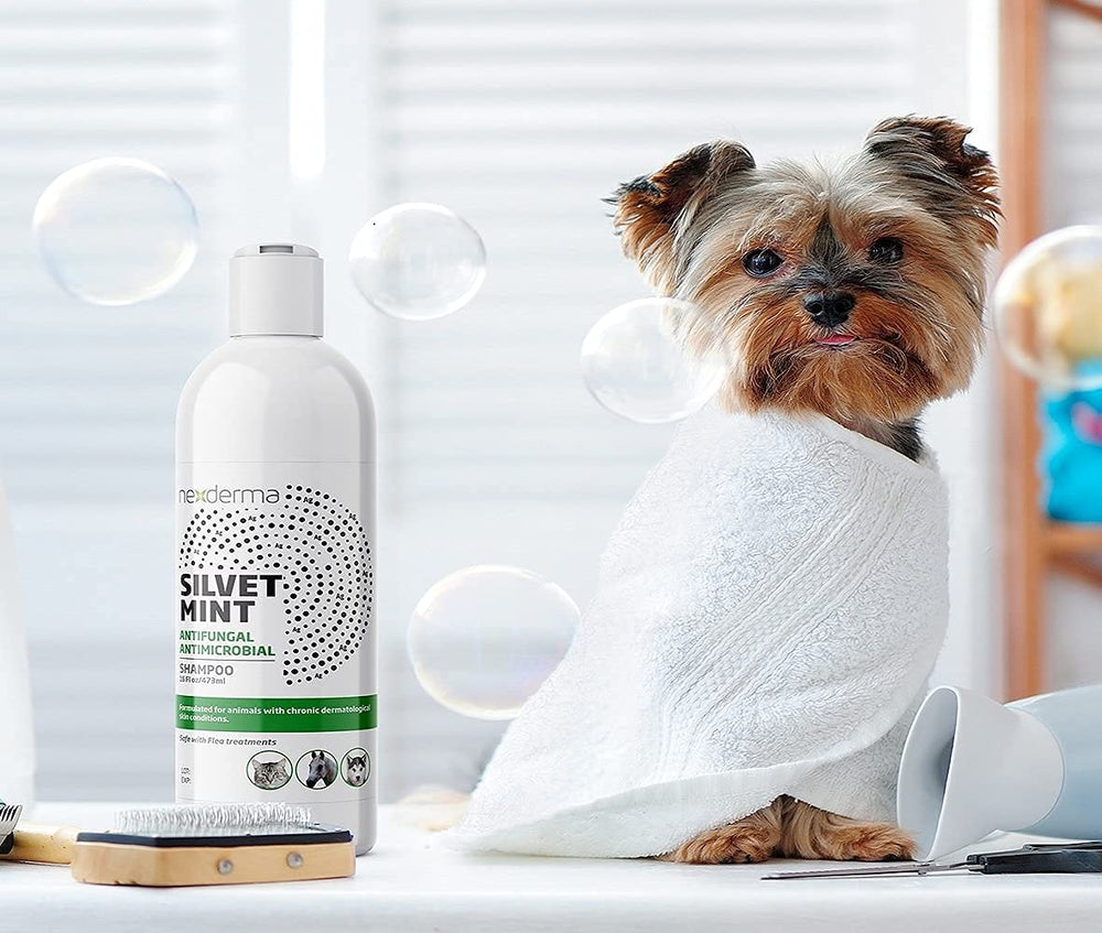 NEXDERMA Silvet shampoo application process safe around eyes and mouth.