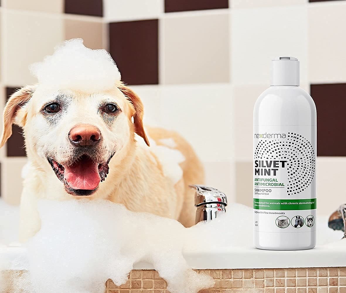 NEXDERMA Silvet shampoo foam demonstrates light, natural lather.