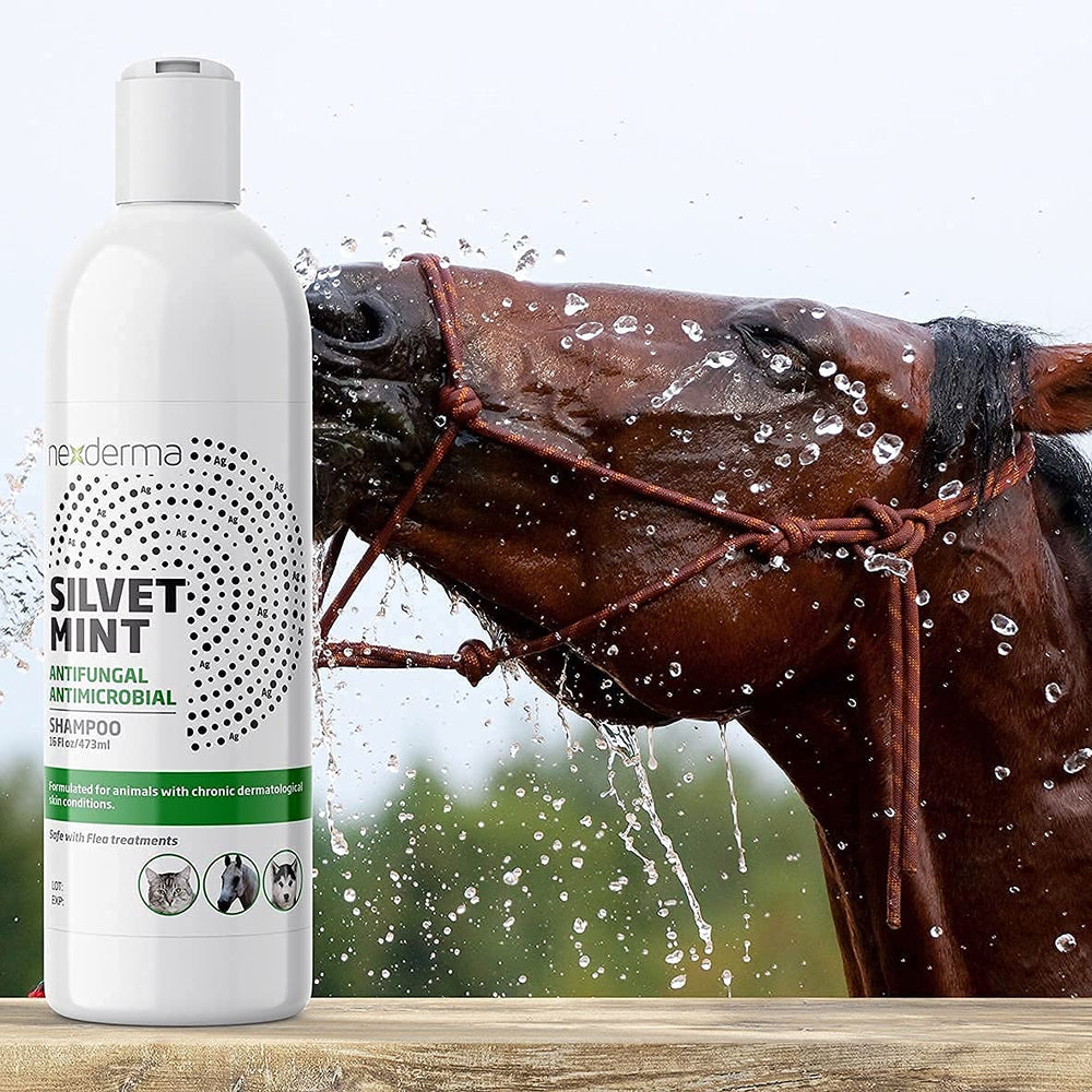 NEXDERMA Silvet shampoo lather with mint and coconut conditioning.