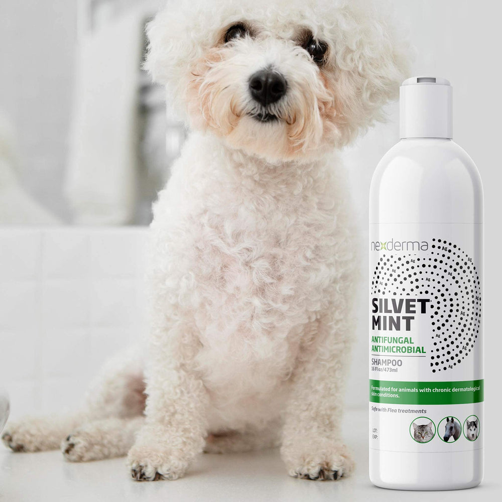 NEXDERMA Silvet shampoo packaging box with veterinarian-recommended formula.