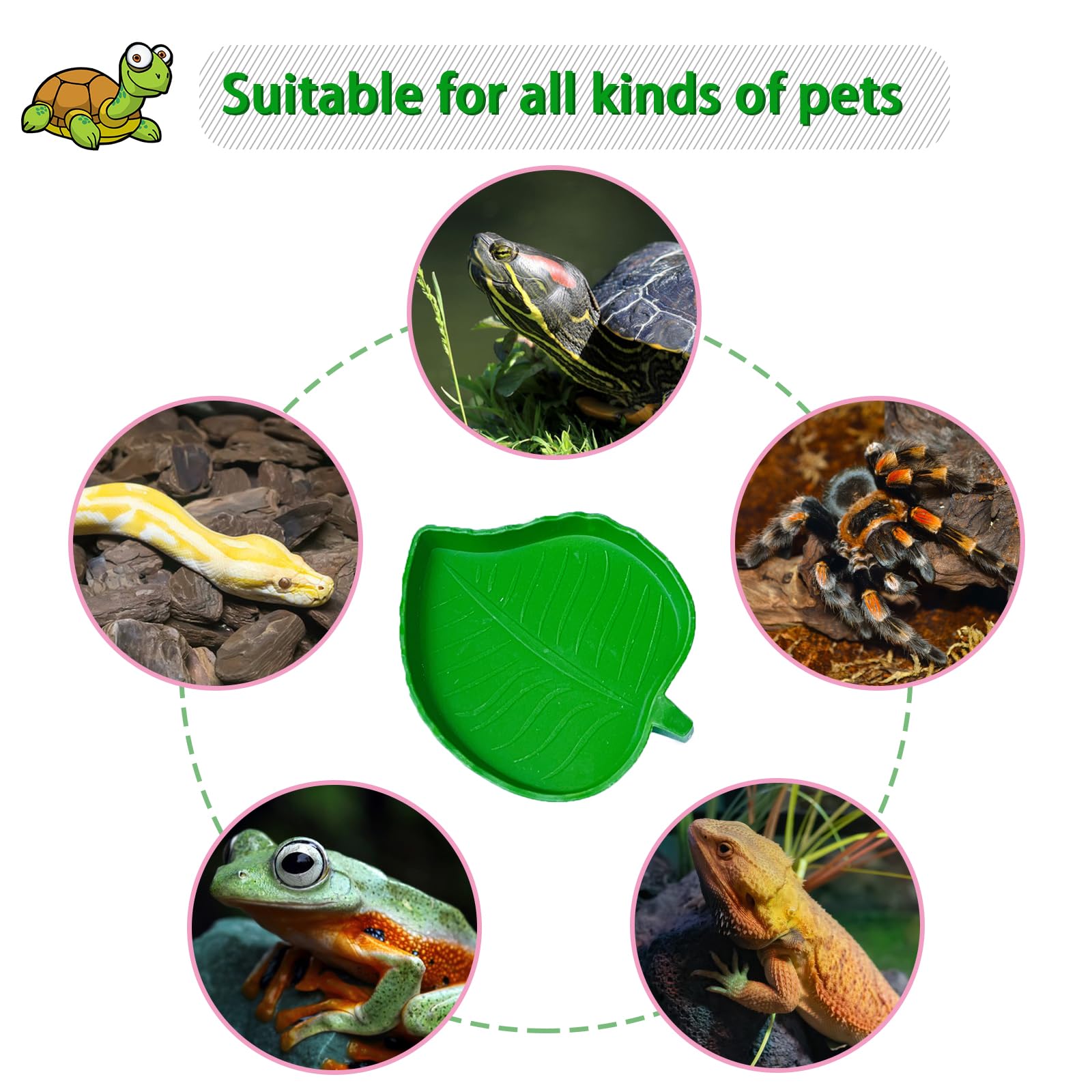 NGORAY tortoise feeding dish anti-slip base; helps prevent tipping.