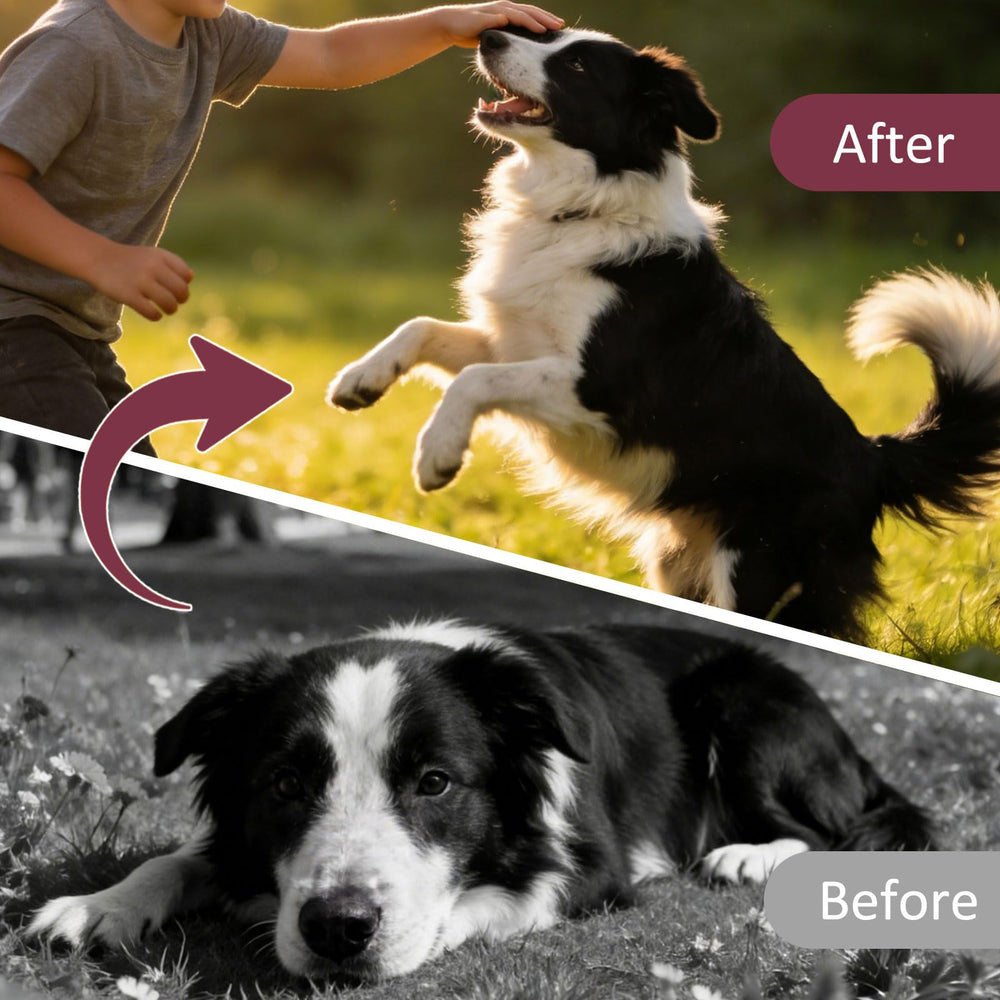 Nice2CU fenbendazole dewormer for dogs with puppies highlights suitability from 6 weeks.