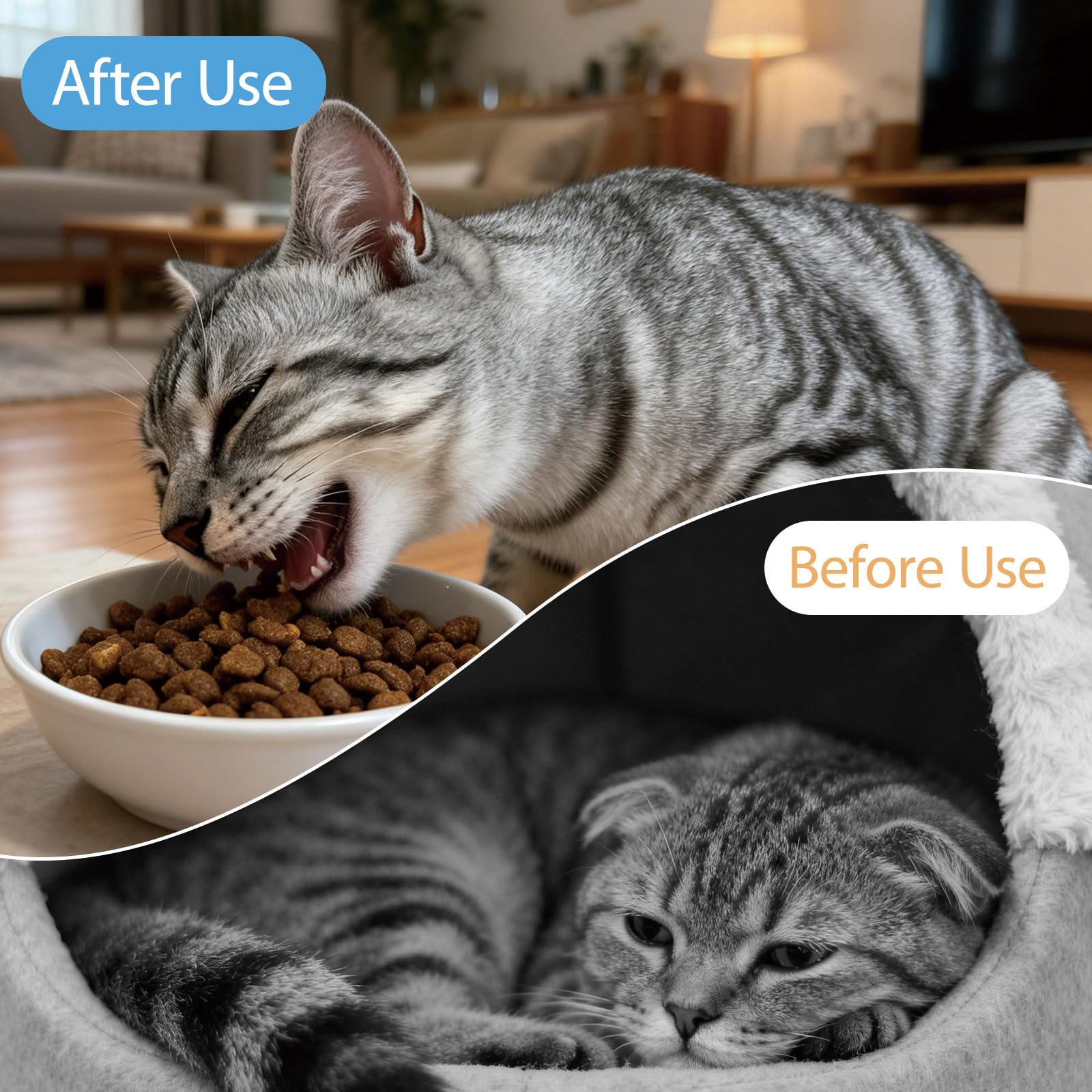 Kitten and adult cat care setup featuring Nice2CU fenbendazole.