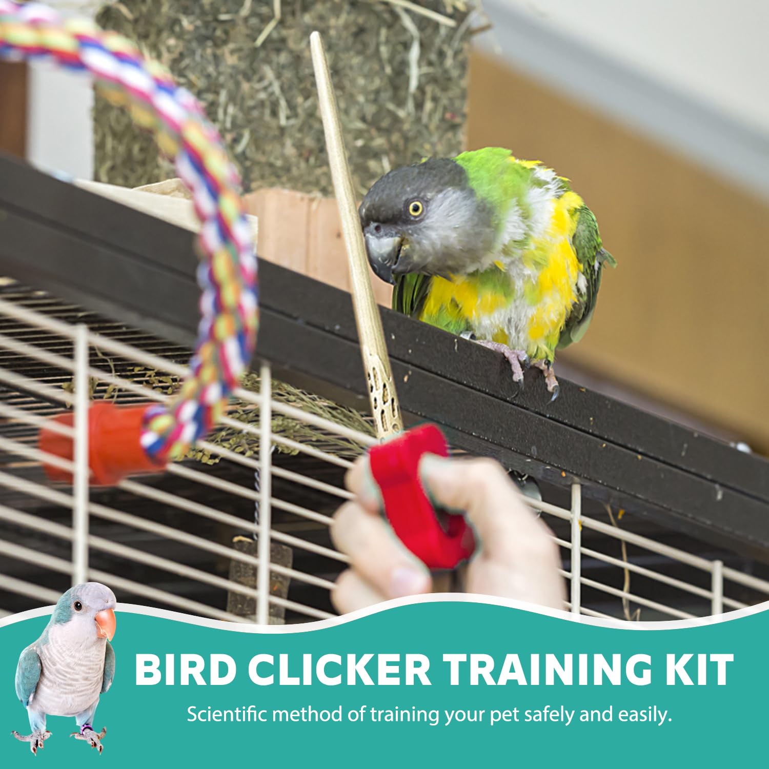 NICERINC PET parrot touching the target stick during training moment
