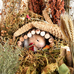 NICERINC PET wild oats sticks add colorful interest and enrichment.