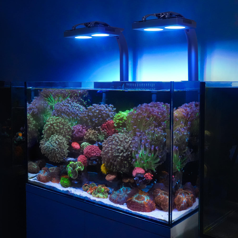 NICREW HyperReef 100 Gen 2 LED in-tank view conveys reef-ready lighting