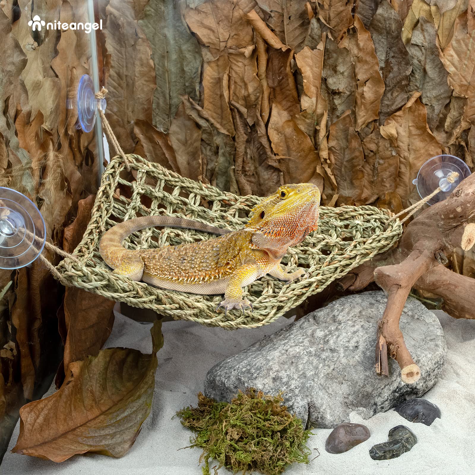 Niteangel elevated terrarium view offers better observation and basking angle.