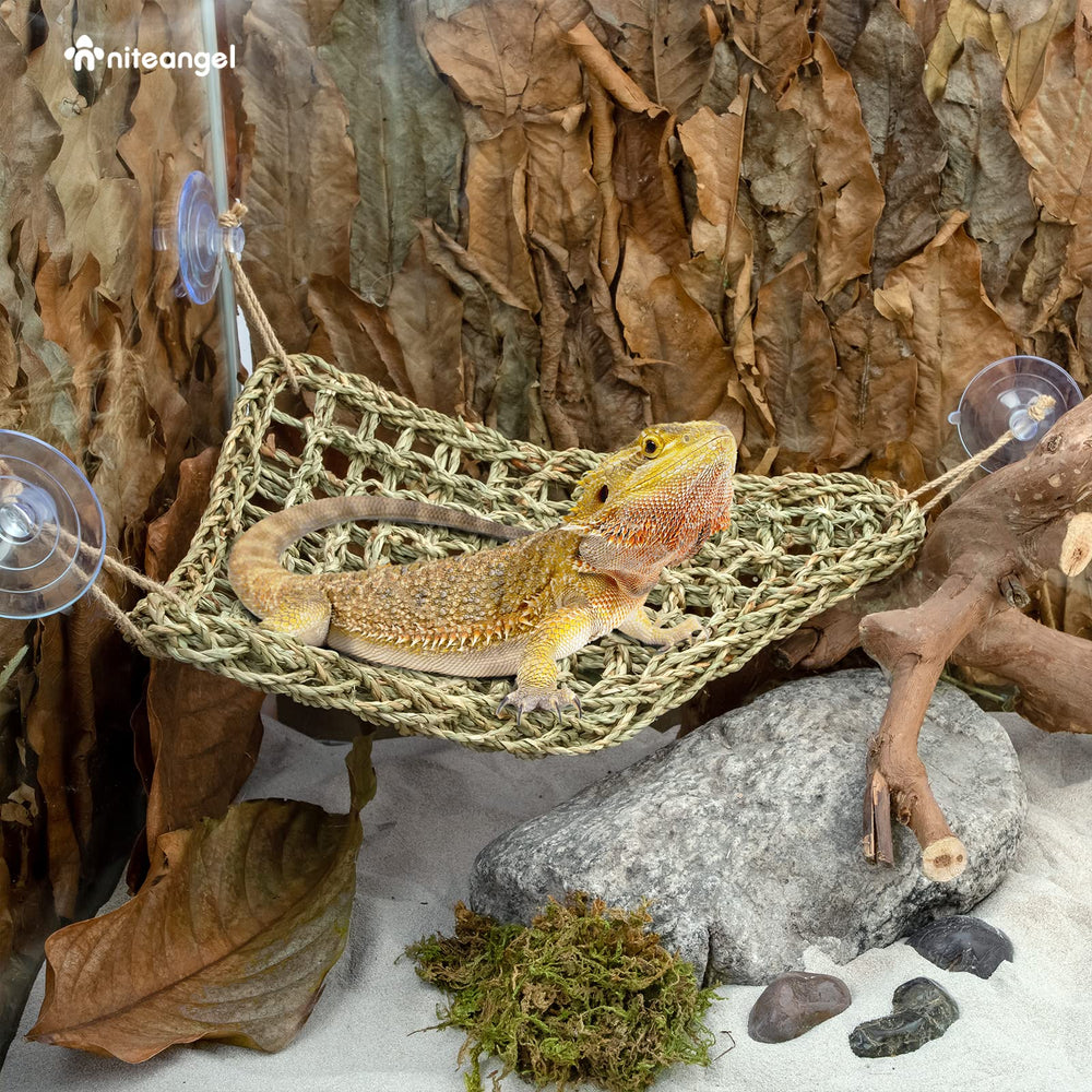 Niteangel elevated terrarium view offers better observation and basking angle.
