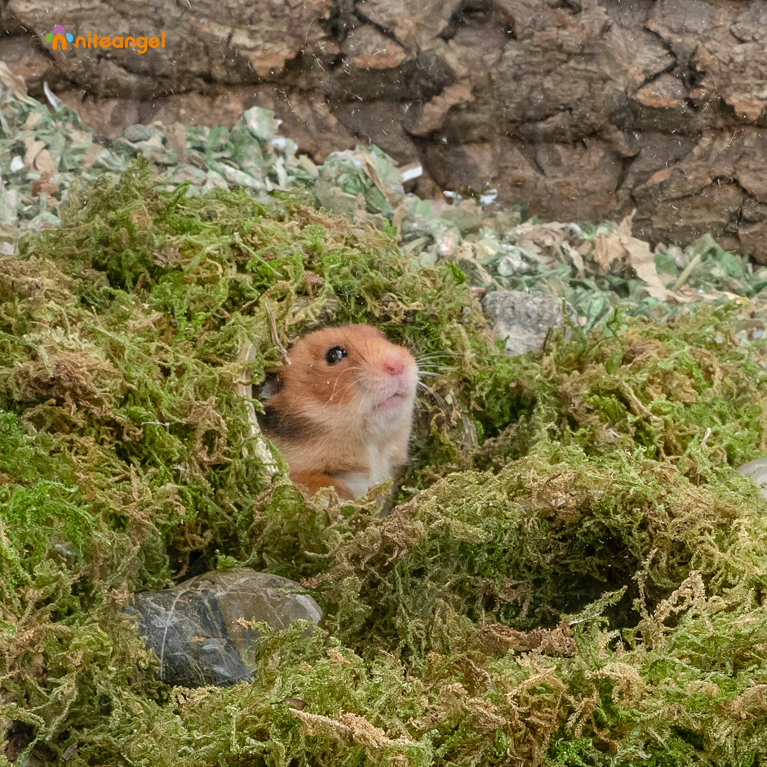 Niteangel forest moss bedding for degu nest encourages digging and secure retreat.