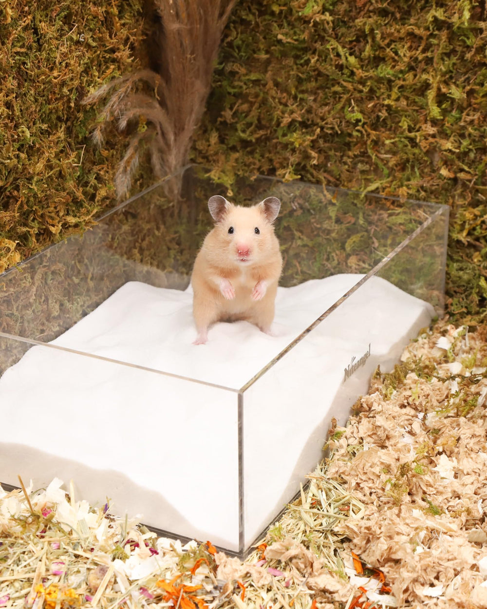 Niteangel fragrance-free sand with no additives for sensitive pets