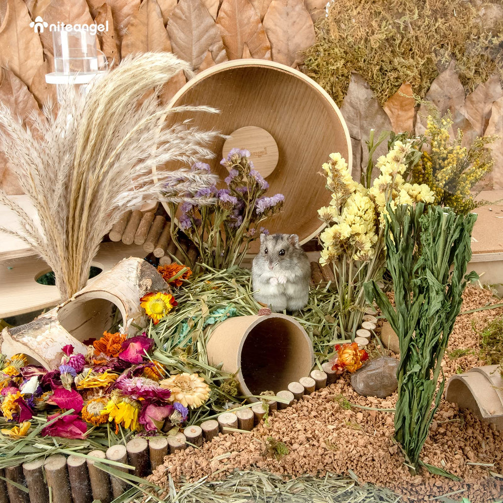 Niteangel Harvest Wind usage tips for cage decoration and enrichment