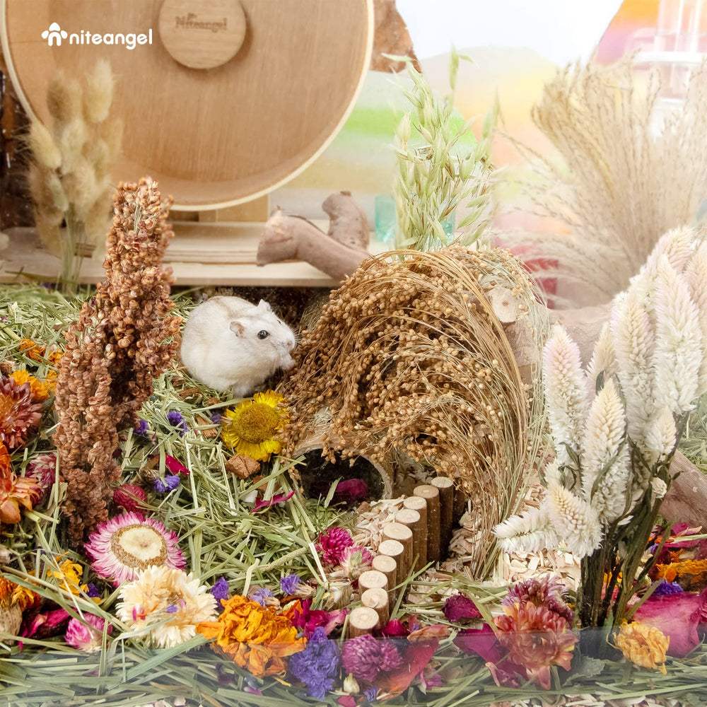 Niteangel safe petals invite gentle exploration for small pets.