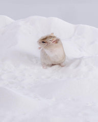 Niteangel small pets bath sand close-up highlighting delicate grains for baths