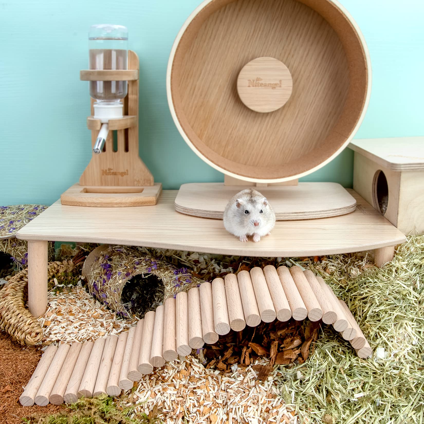 Niteangel hamster enjoying platform for play and rest in a safe area.