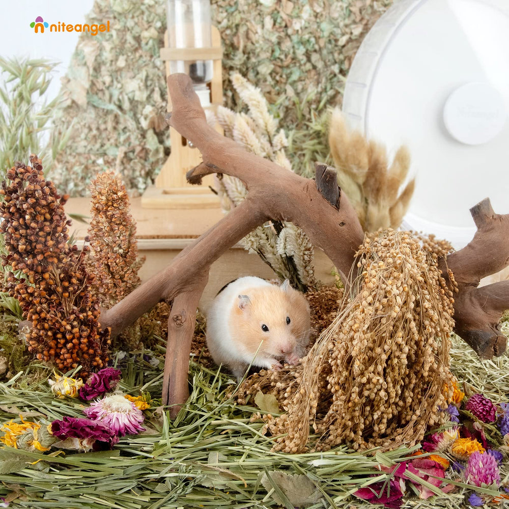 Sunflower, reed, and myosotis accents brighten daily cage scenes.