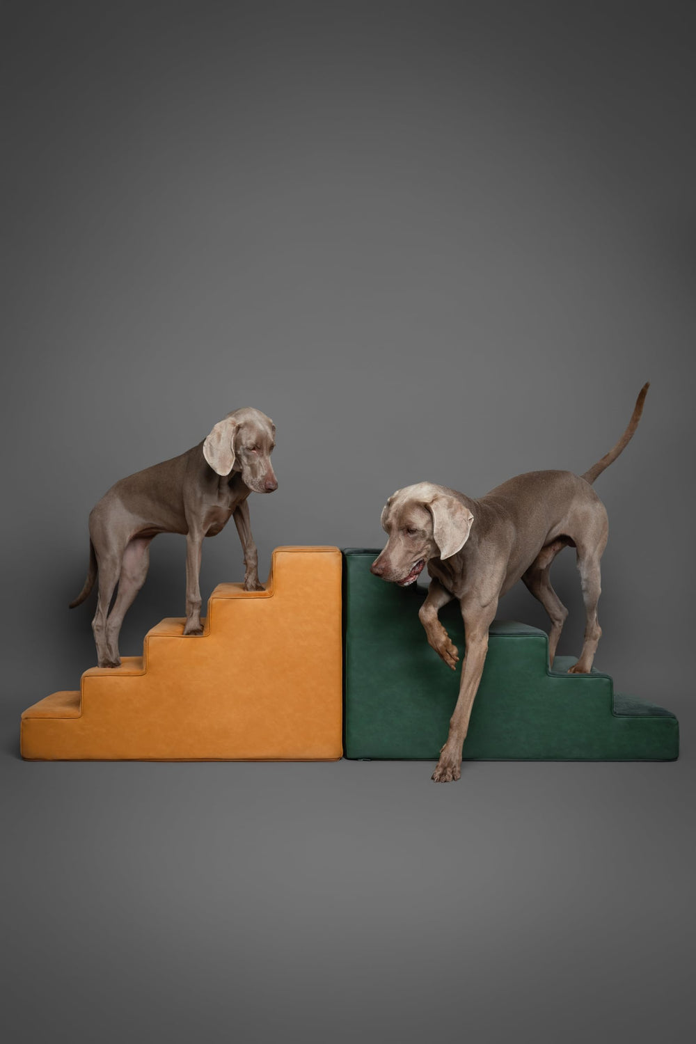 NOAH & PAW dog stairs 20-wide dog on stairs during climb