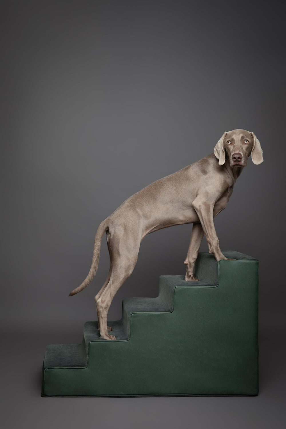 NOAH & PAW dog stairs 20-wide removable cover with zipper for easy cleaning