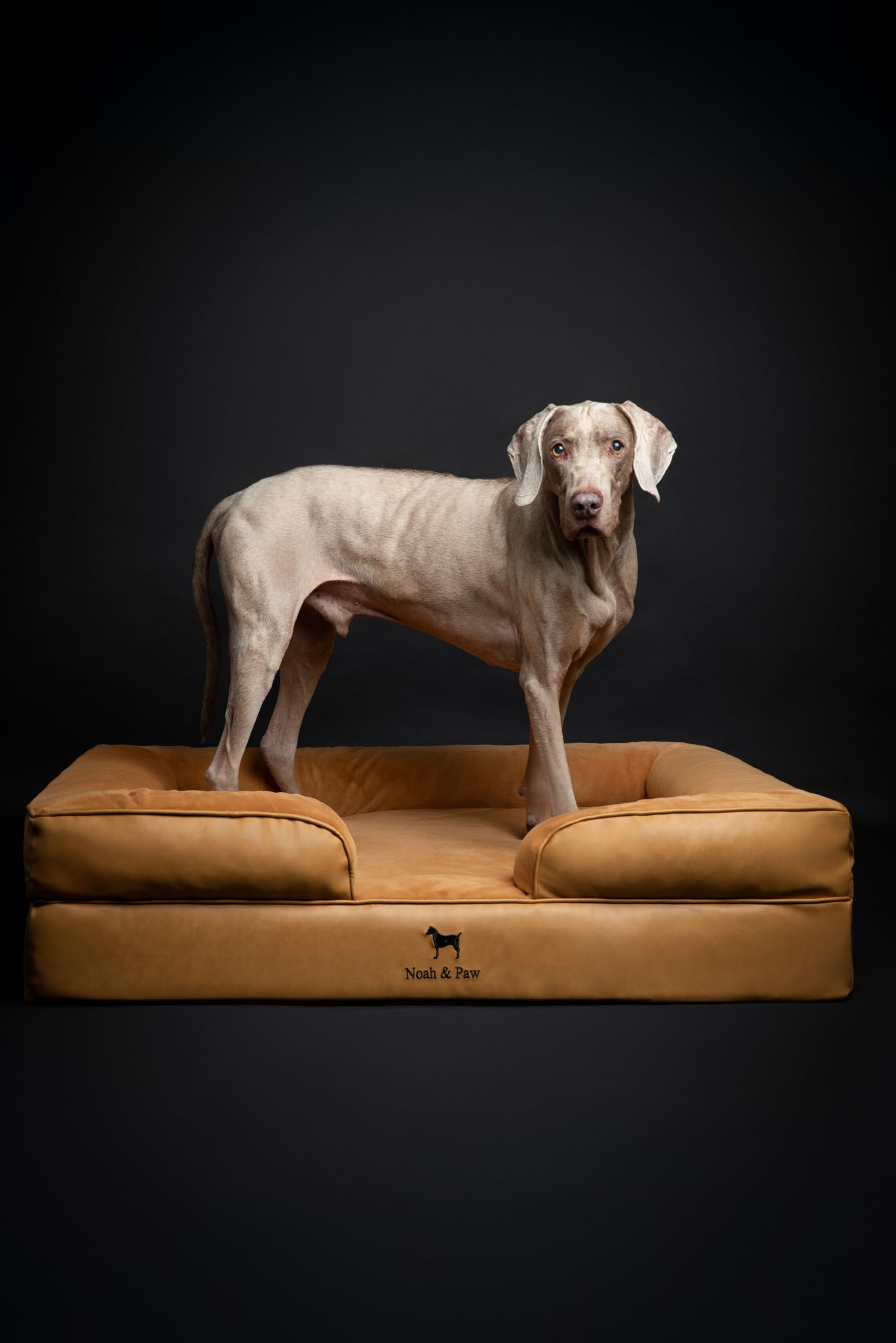 NOAH & PAW XL dog relaxing comfortably on the elevated bed.