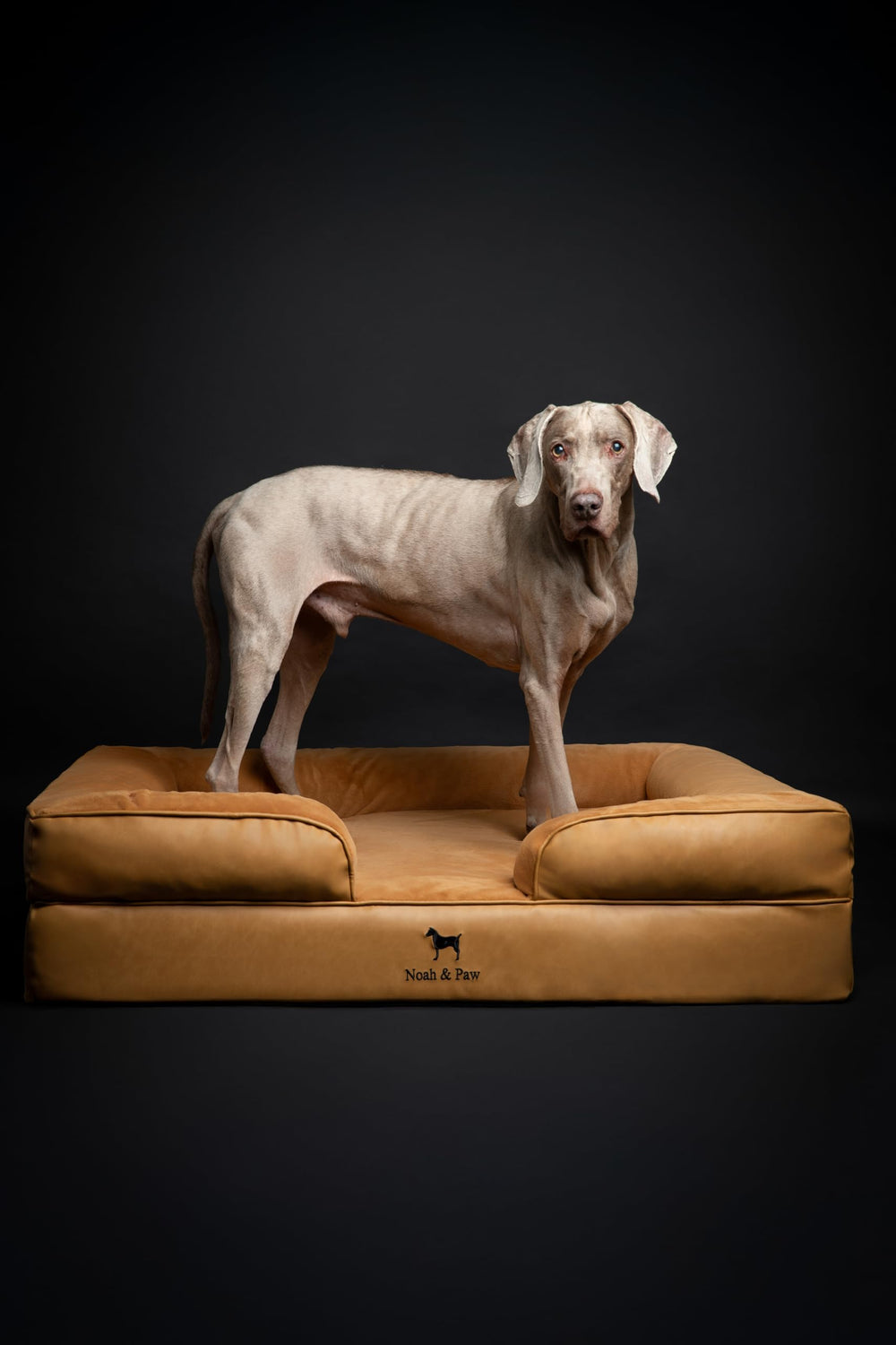 NOAH & PAW XL dog relaxing comfortably on the elevated bed.