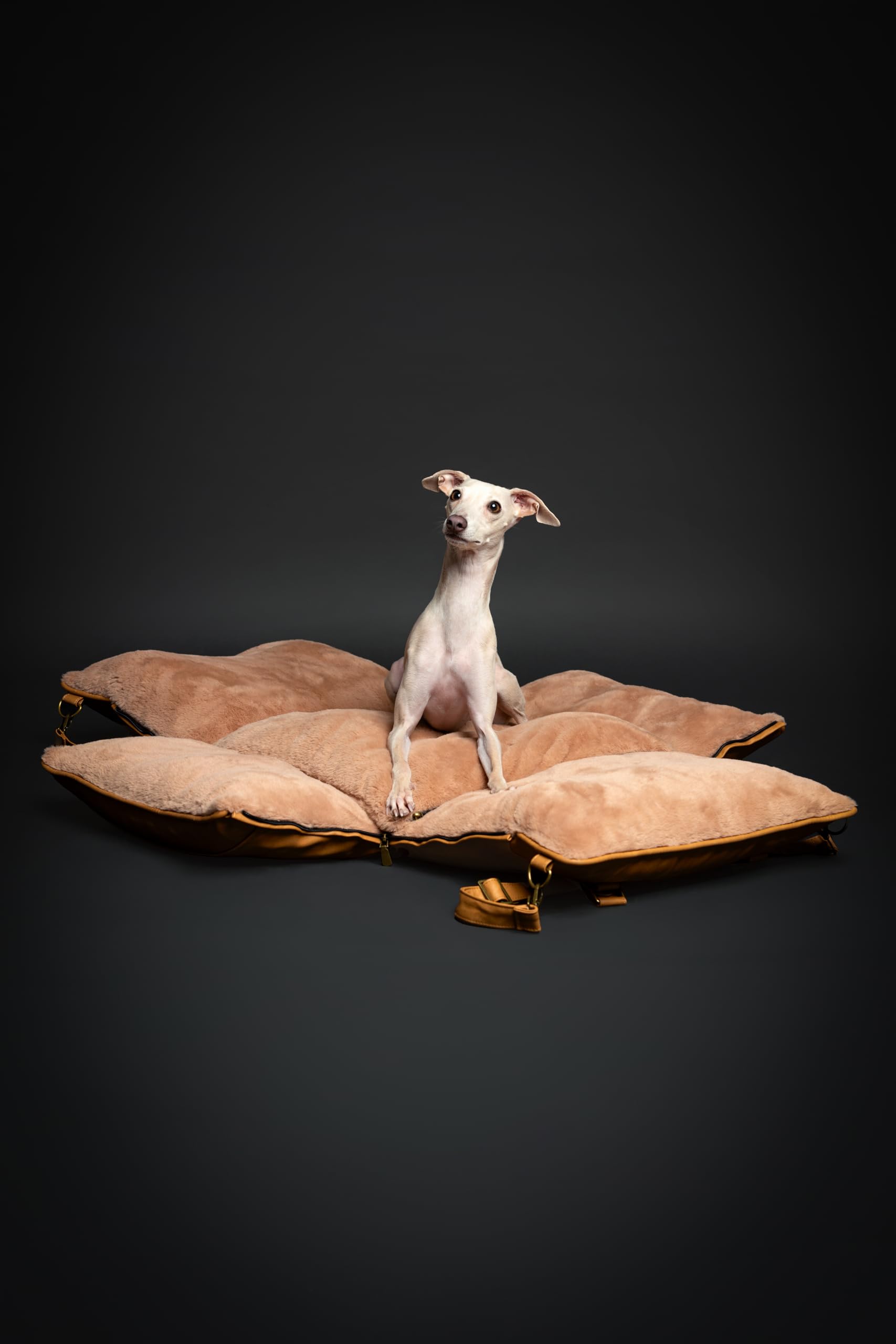 NOAH & PAW adjustable harness strap fits varying small dogs securely.