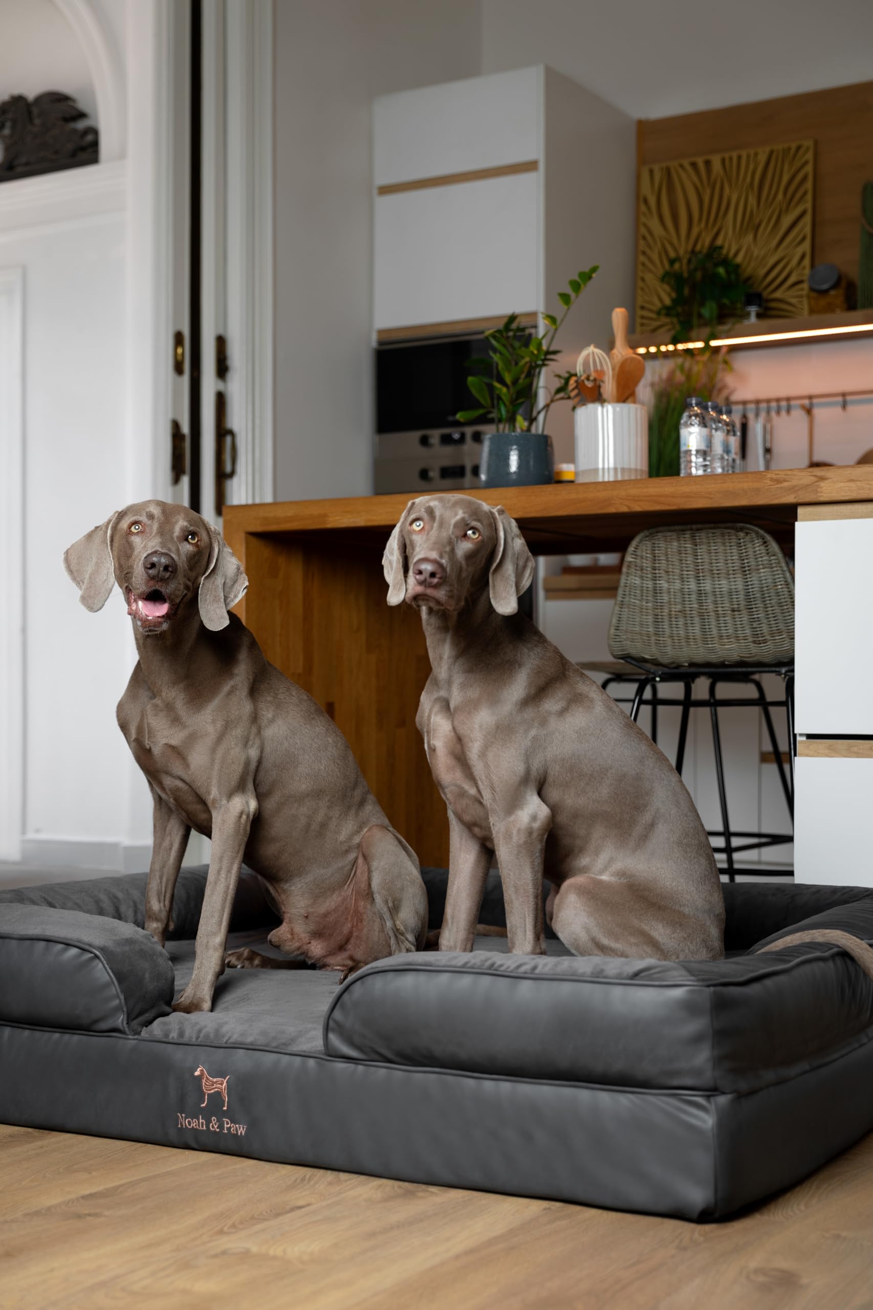 NOAH & PAW bed with 55x45x11 inches dimensions for jumbo breeds.