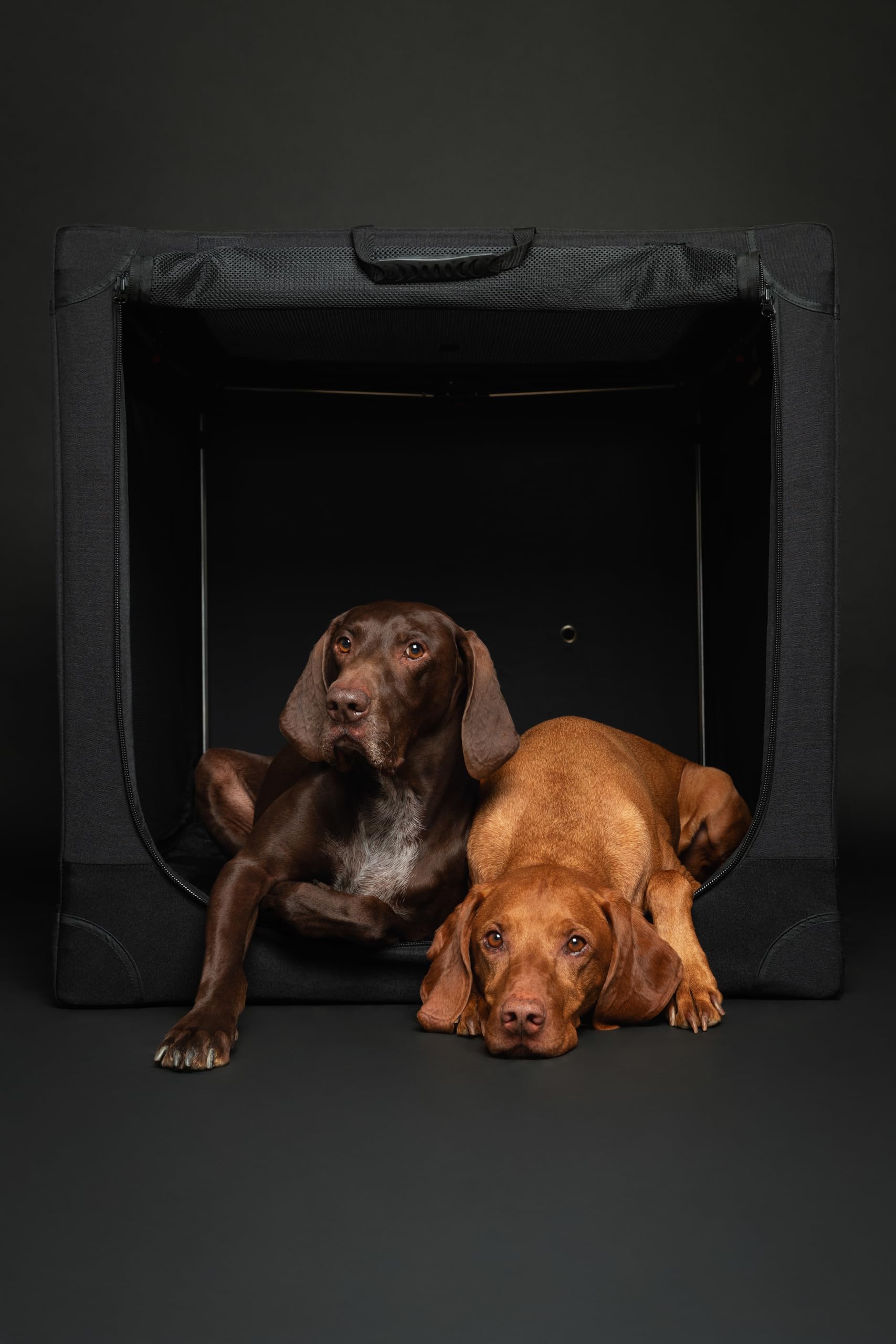 Noah & Paw crate with washable cover and mattress for easy cleaning