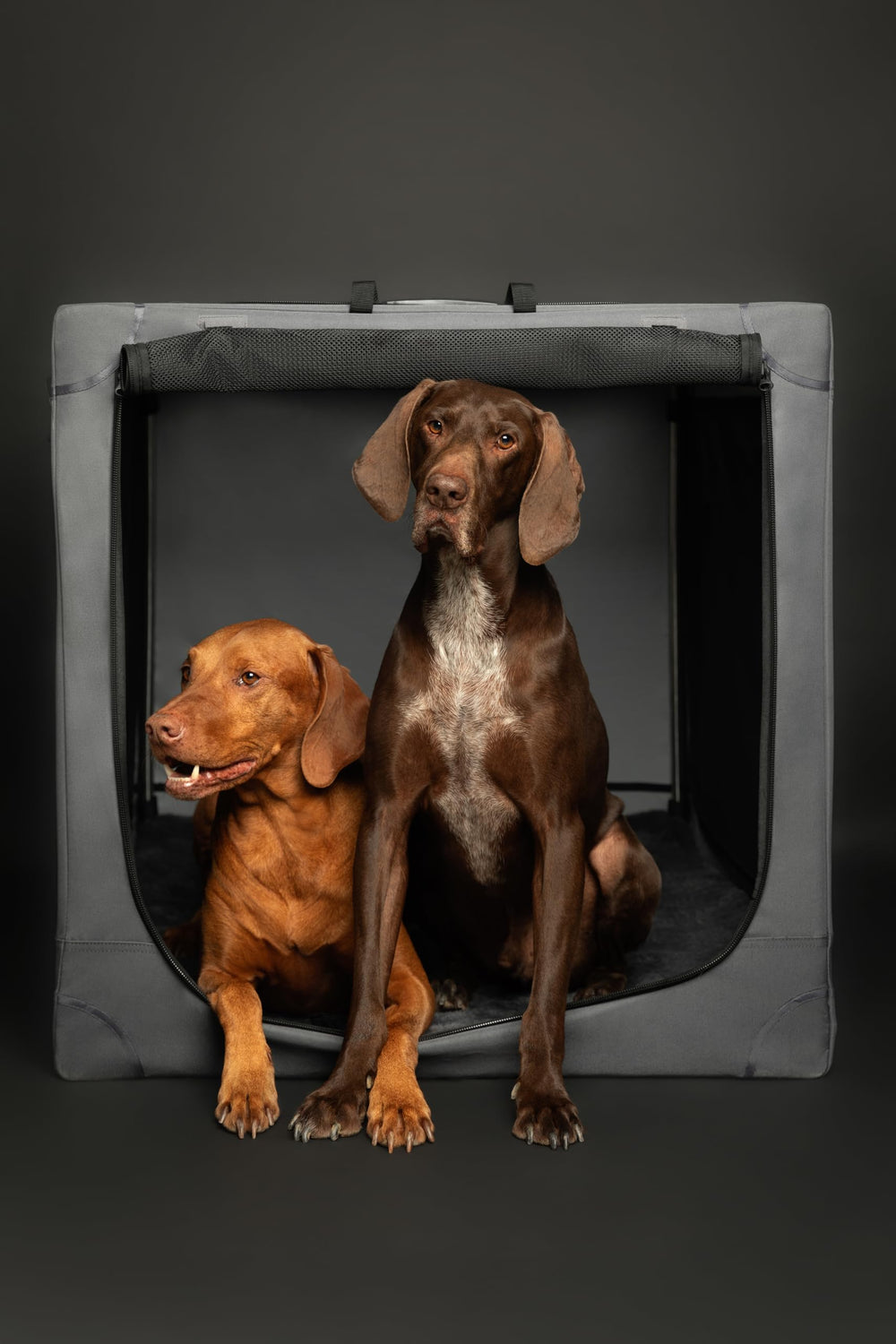 Noah & Paw collapsible crate ready for car trips and hotel stays.