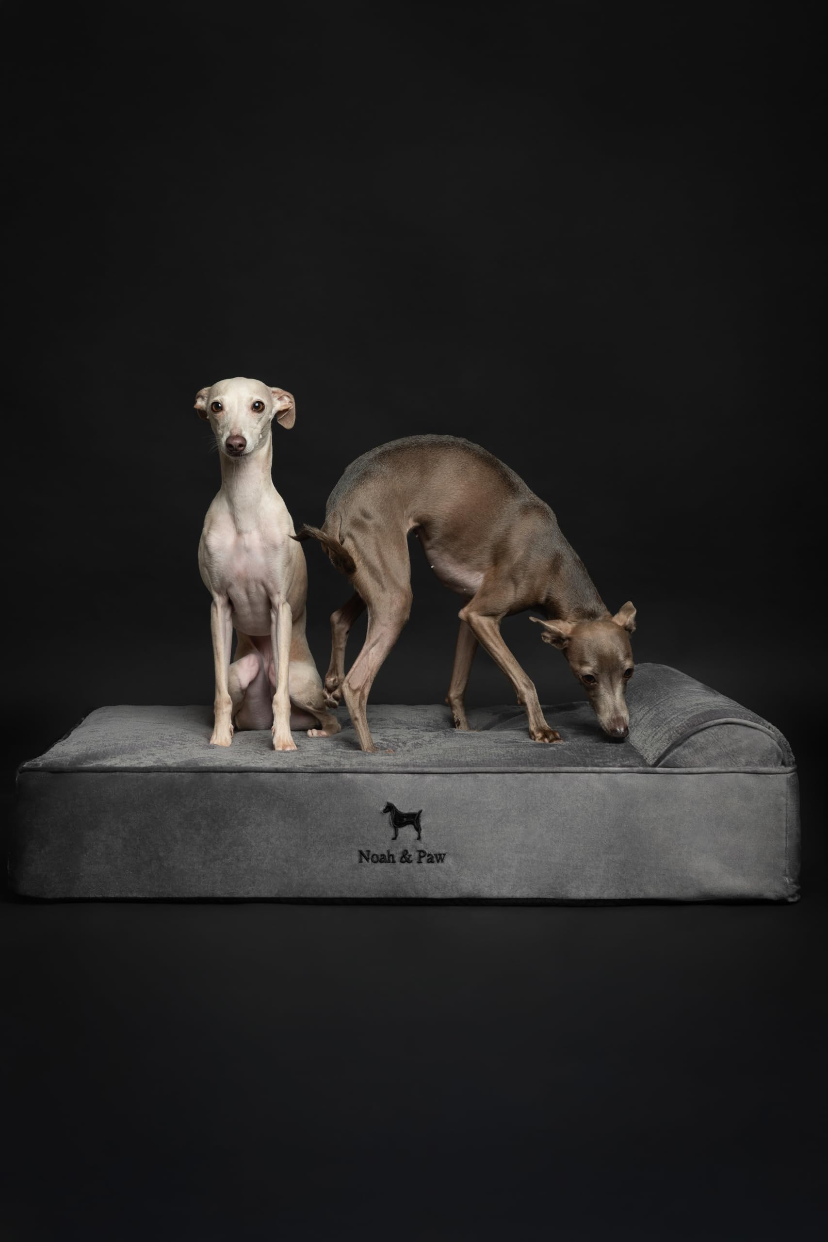 NOAH & PAW size-range image shows suitability for medium to giant breeds.