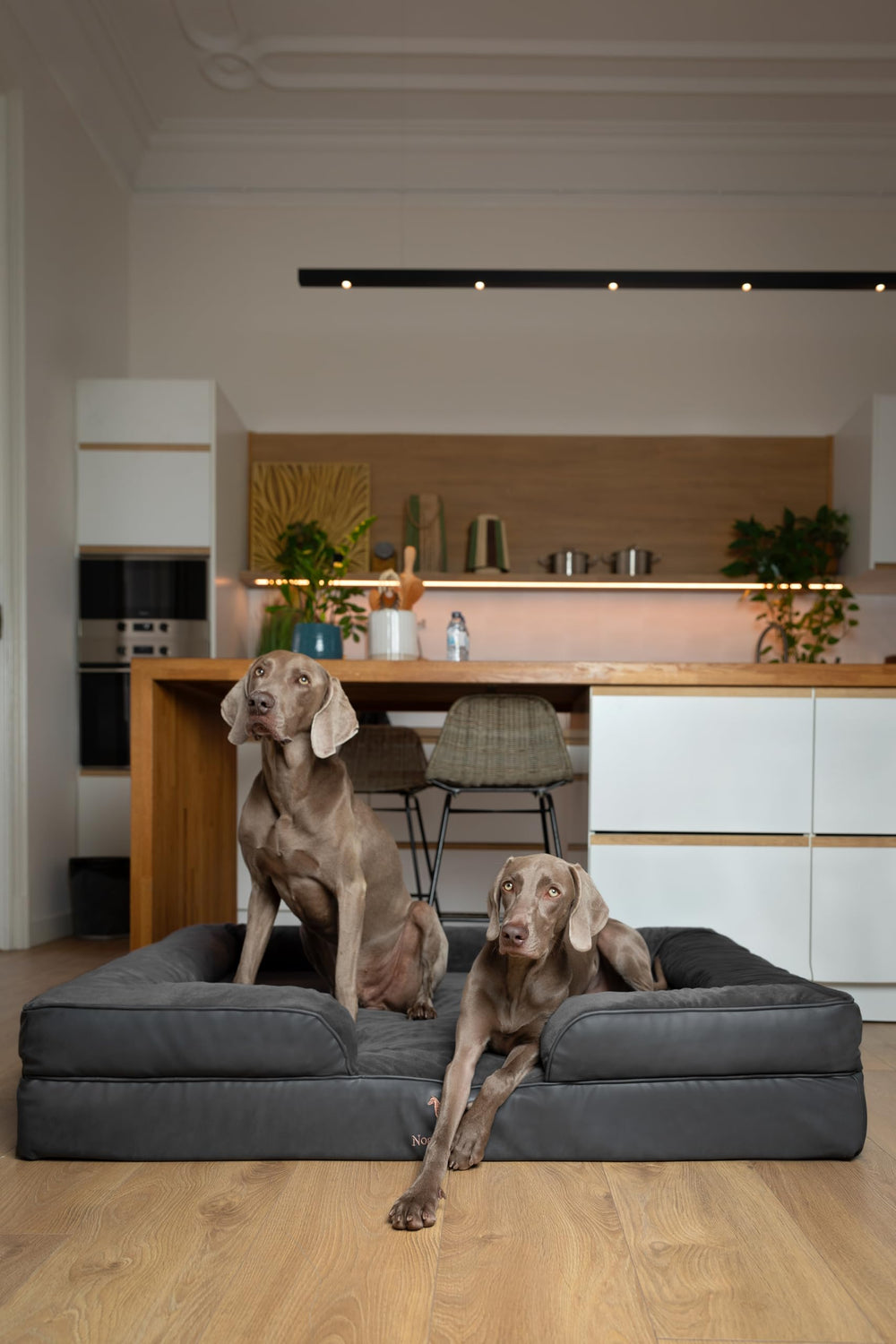 NOAH & PAW memory foam layer highlights supportive comfort for large dogs.