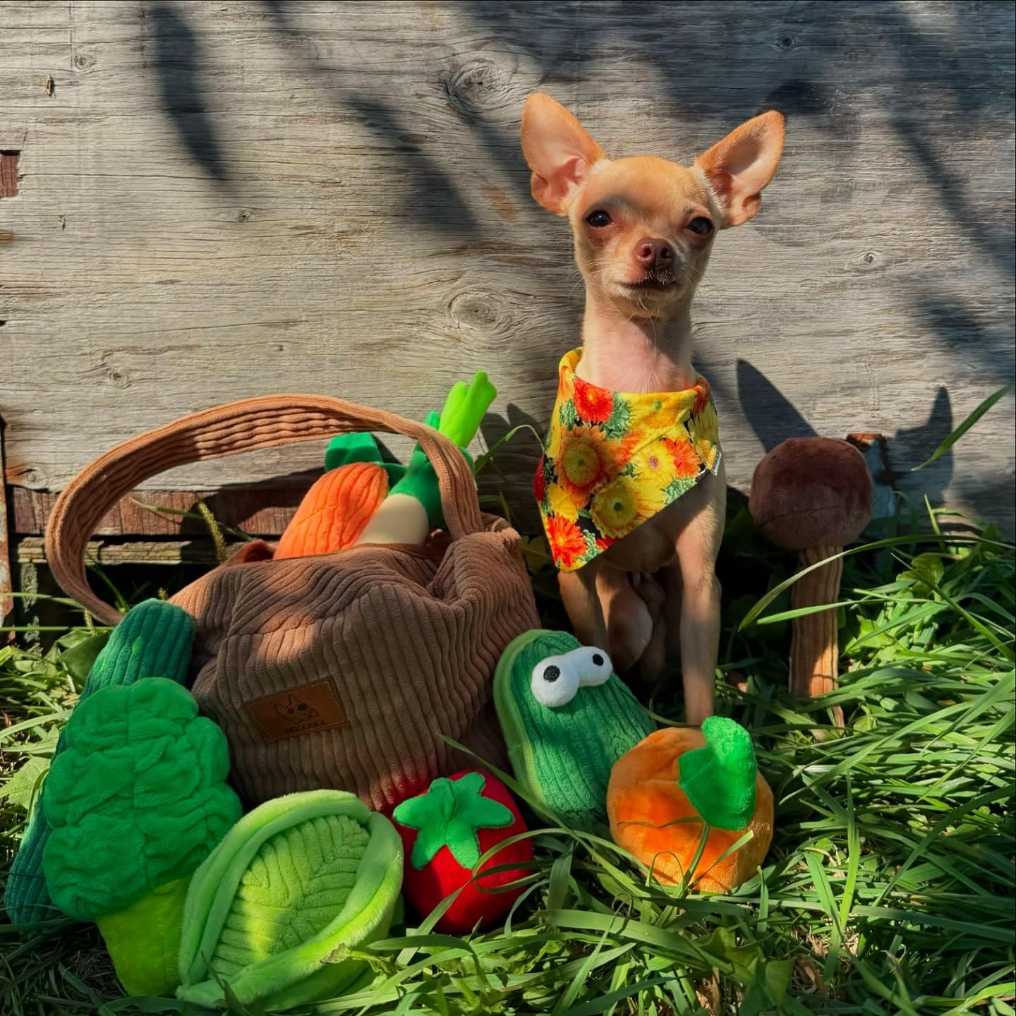 Nocciola bite-resistant design withstands gentle chewing during fun sessions.