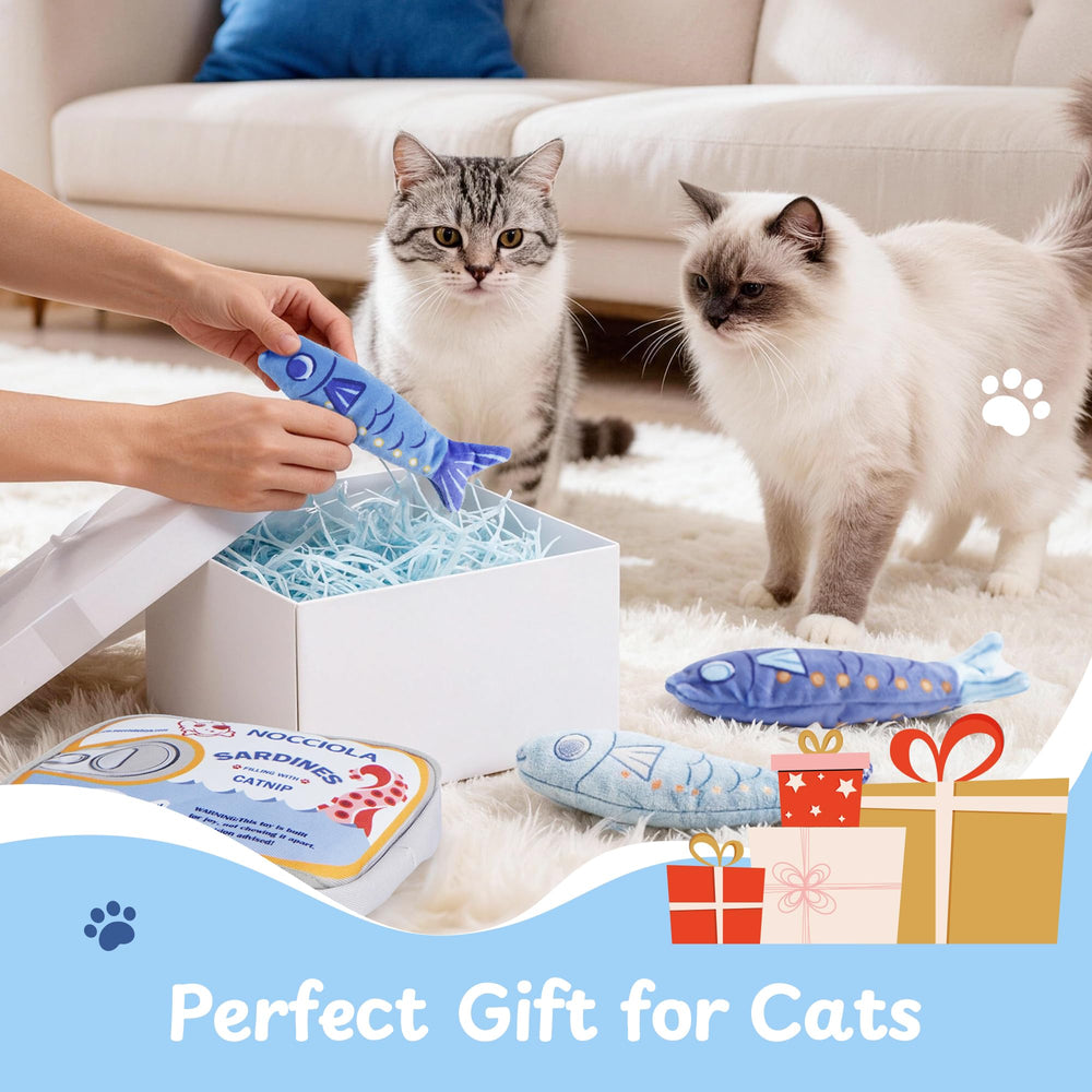 Nocciola kitten enrichment playtime inviting curiosity and exercise