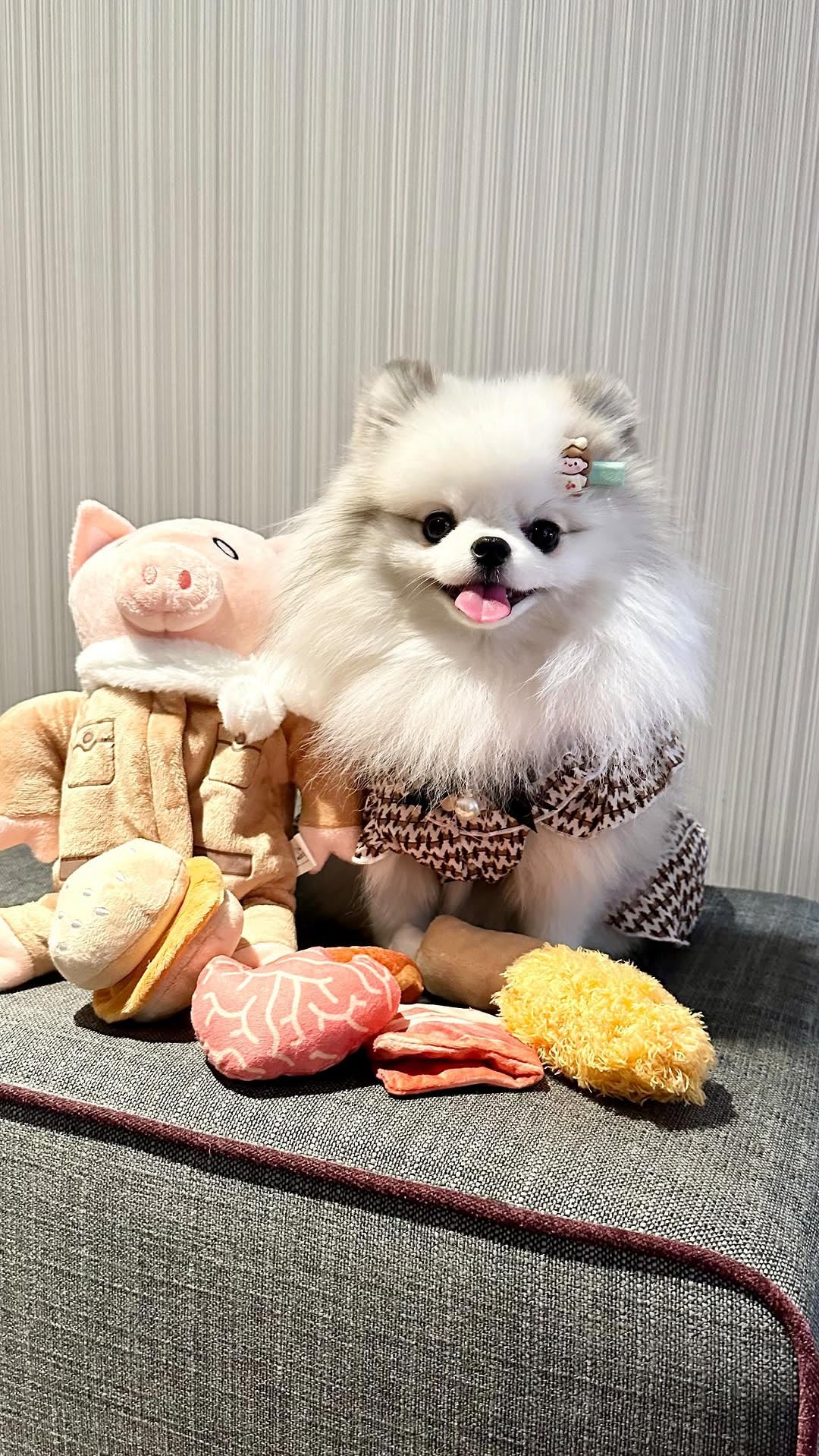Nocciola stuffed pig toy enrichment during training sessions.