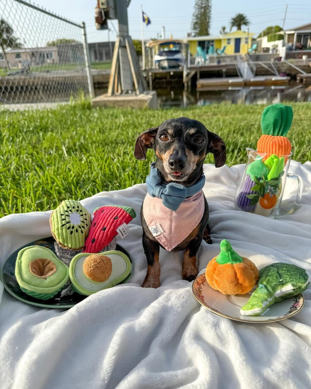 Nocciola toy sizes from 3.5 to 8.3 inches suit small-to-medium dogs.