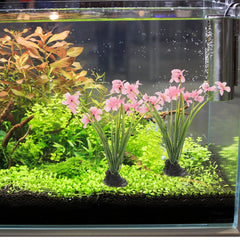 NOLITOY betta tank plants decor for stylish aquarium scenery.